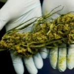Cannabis_batcheditor_fotor