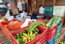 Valorizando a agricultura familiar fumacense, Governo propõe aumento do valor do vale-feira