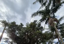 Poda de árvores é realizada na Praça Longarone