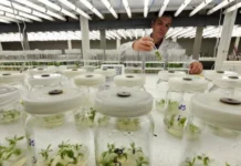 Epagri de Lages produz mudas de plantas frutíferas livres de vírus