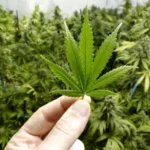 iStock–Cannabis_batcheditor_fotor
