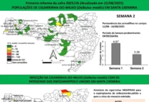 Monitora Milho SC: bactéria do enfezamento vermelho é detectada no Planalto Norte