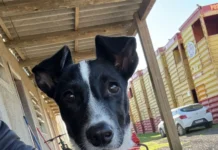 Centro de Castração realiza feira de adoção neste sábado