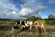 Santa Catarina avança na produtividade da pecuária leiteira
