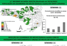 Monitora Milho SC aponta número elevado de cigarrinhas no Vale do Itajaí e presença de bactérias no Extremo-Oeste