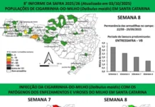 Cigarrinha do Milho: bactéria é detectada nas lavouras de Mafra pela segunda semana consecutiva