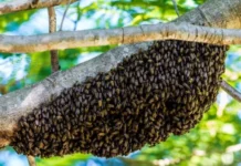 Ataques de abelhas na área urbana: Epagri explica por que acontecem e como se proteger