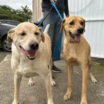 Vacinação raiva – Estação Cocal 19-7-2025 (24)_batcheditor_fotor