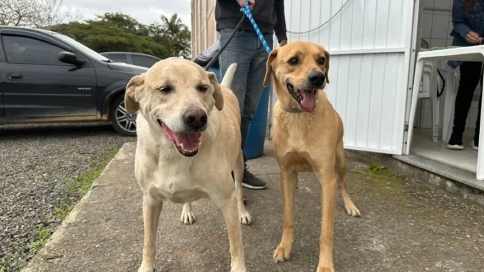 Vacinação raiva - Estação Cocal 19-7-2025 (24)_batcheditor_fotor