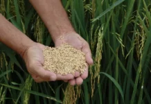 8ª Abertura da Colheita de Arroz de Santa Catarina: Um Evento de Grande Importância para o Agronegócio