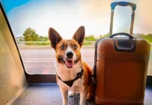 Dicas para um Ambiente Seguro e Saudável para Pets durante Viagens
