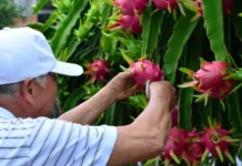 Epagri promove abertura da colheita da pitaia com safra recorde prevista