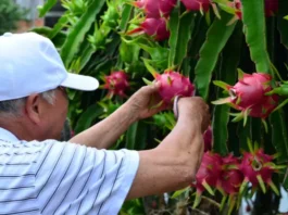 Epagri promove abertura da colheita da pitaia com safra recorde prevista