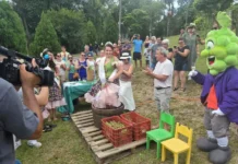 Vindima do Parque marca a primeira colheita da uva Goethe em área pública de Urussanga