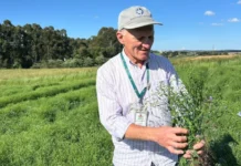 Epagri de Campos Novos Desenvolve Primeiro Cultivar de Linho Dourado de Santa Catarina