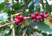 Café Catarinense: Projeto Fortalece Cultivo de Café Arábica em Sistema Sombreado