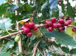 Café Catarinense: Projeto Fortalece Cultivo de Café Arábica em Sistema Sombreado