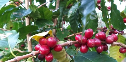 Café Catarinense: Projeto Fortalece Cultivo de Café Arábica em Sistema Sombreado