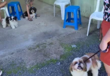 Urussanga abre cadastro para castração e chipagem gratuita de cães e gatos