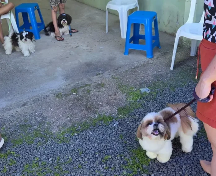 autobot_6997685120c3c___UTF-8_Q_Castra_C3_A7_C3_A3o_em_Urussanga__2D_arquivo__281_29_2Ejpeg__