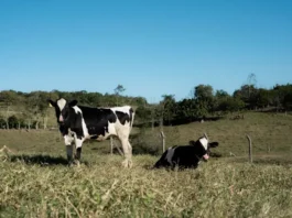 Agricultura de Morro da Fumaça abre cadastro para nova distribuição gratuita de vacinas para gado