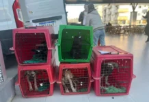 Castração gratuita começa em Cocal do Sul e prioriza animais adotados e comunitários