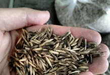 Agricultores de Urussanga têm direito a desconto na compra de aveia pela Prefeitura