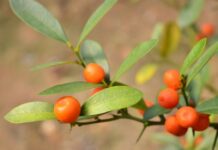 5º Simpósio de Fruticultura da Região Sul: Inscrições Abertas