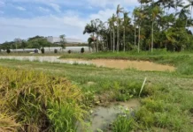 Epagri Desenvolve Projeto para Autossuficiência Hídrica em Lavouras de Arroz