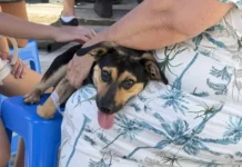 Prefeitura de Morro da Fumaça intensifica castrações e mais de 150 procedimentos gratuitos já foram realizados em 2026