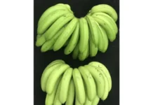 Epagri Lança Nova Cultivar de Banana no 2º FRUTIEEI