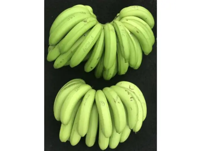 banana-SCS455-Clarinha-3dpCh8.tmp_
