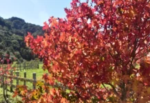 Previsão Climática para o Outono de 2026 em Santa Catarina