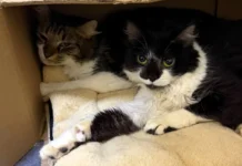 Resgate de Gatos: ONG Busca Adoção e Ajuda
