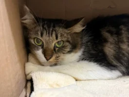 Gatos Resgatados Buscam Novos Lares