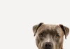 Após ataque de pitbull em Urussanga, Bem-estar Animal reforça orientações e alerta sobre o crime de abandono de animais