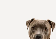 Após ataque de pitbull em Urussanga, Bem-estar Animal reforça orientações e alerta sobre o crime de abandono de animais
