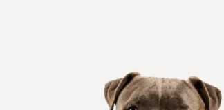 Após ataque de pitbull em Urussanga, Bem-estar Animal reforça orientações e alerta sobre o crime de abandono de animais