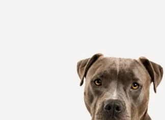 Após ataque de pitbull em Urussanga, Bem-estar Animal reforça orientações e alerta sobre o crime de abandono de animais