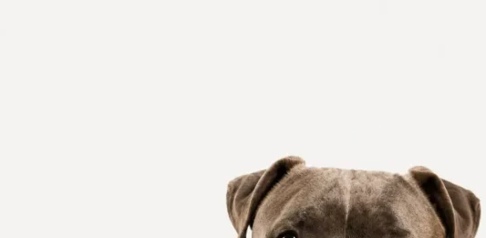 Após ataque de pitbull em Urussanga, Bem-estar Animal reforça orientações e alerta sobre o crime de abandono de animais
