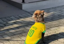 Cãominhada promove conscientização sobre bem-estar animal neste sábado em Cocal do Sul