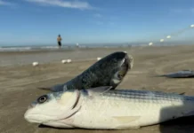 Santa Catarina deve ter acréscimo de 400 toneladas na cota da tainha