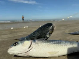 Santa Catarina deve ter acréscimo de 400 toneladas na cota da tainha
