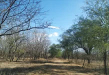 Recaatingamento: Solução Inovadora Contra a Desertificação