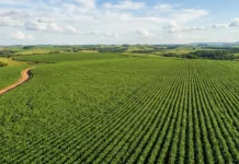 Agronegócio Brasileiro: Monitoramento Via Satélite Se Torna Requisito Para Exportações