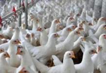 Santa Catarina lidera exportações de carne de frango