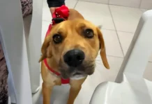 Cocal do Sul amplia mutirão de castração e inicia atendimento de cães