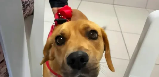 Cocal do Sul amplia mutirão de castração e inicia atendimento de cães
