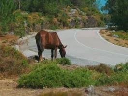 Família de condutor que colidiu com cavalo na BR-101 será indenizada por concessionária