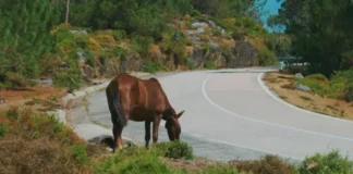 Família de condutor que colidiu com cavalo na BR-101 será indenizada por concessionária